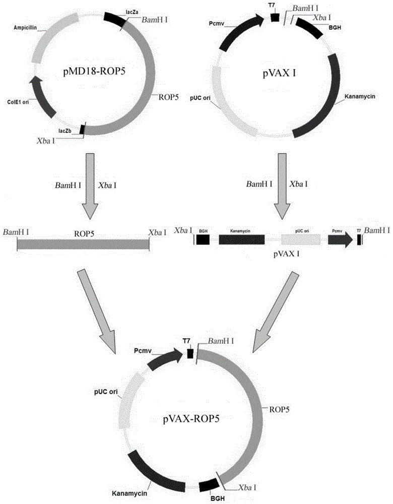 Vaccine for preventing toxoplasma infection and application thereof