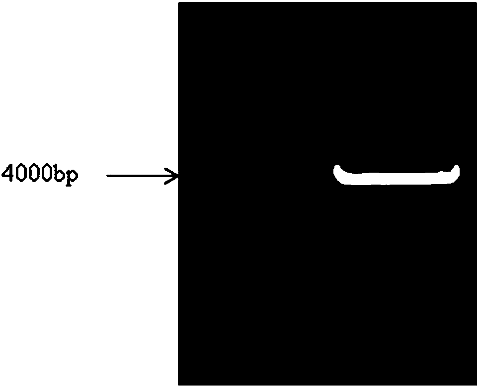 Tobacco cadmium transporter gene NtHMA2, and cloning method and application thereof