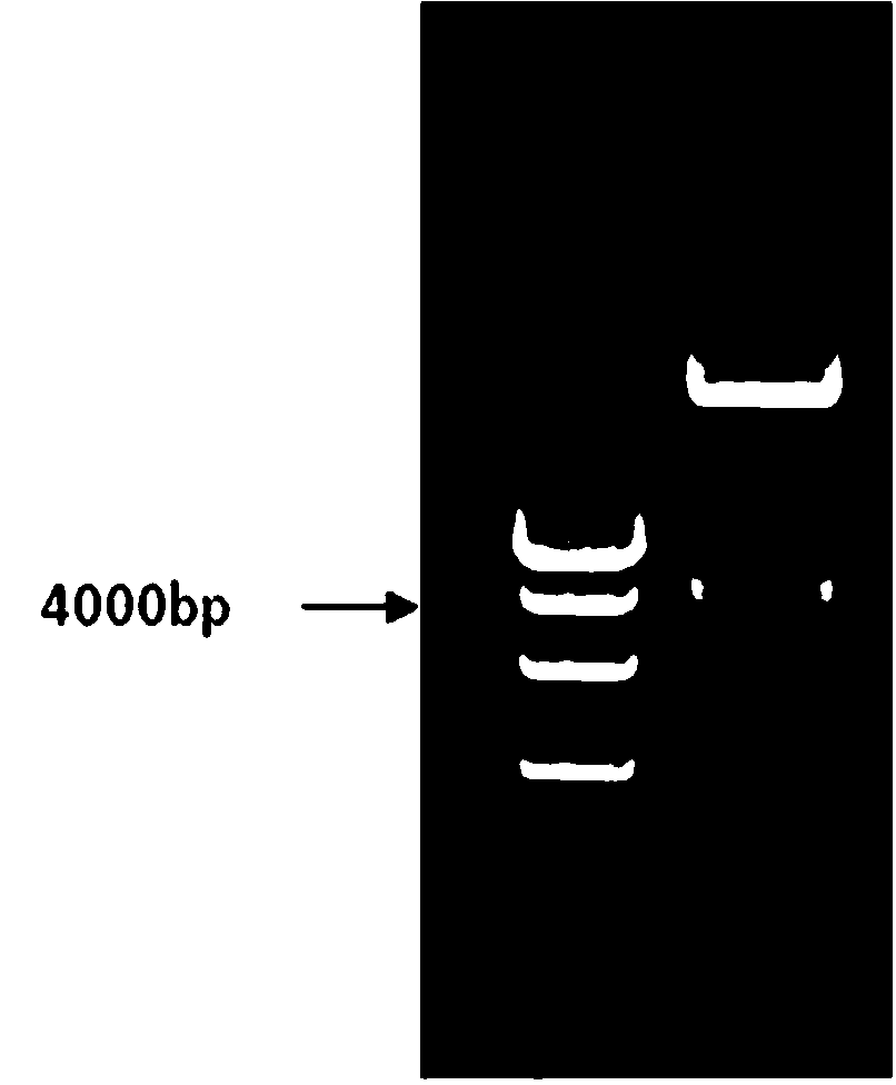 Tobacco cadmium transporter gene NtHMA2, and cloning method and application thereof