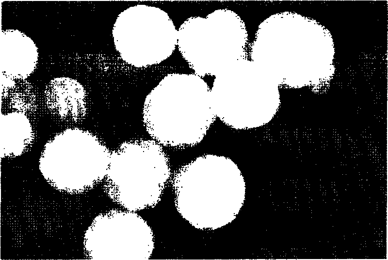 Molecular imprinting polymer as well as preparation method and application thereof