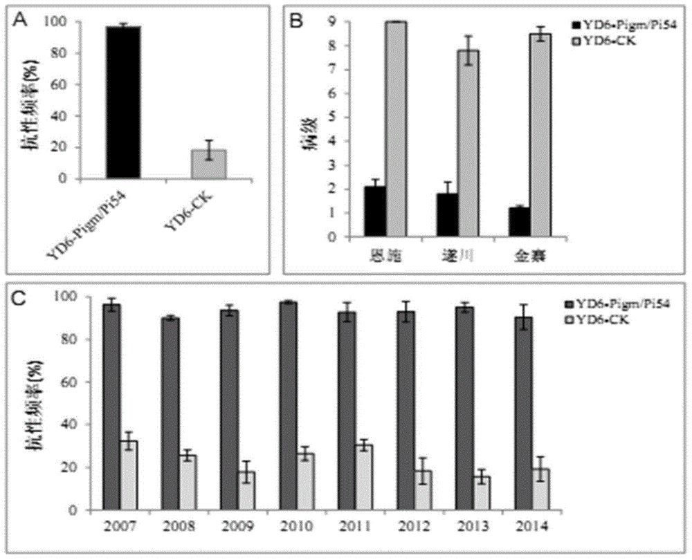 Method for cultivating rice breeding material with broad spectrum and lasting spike blast resistance