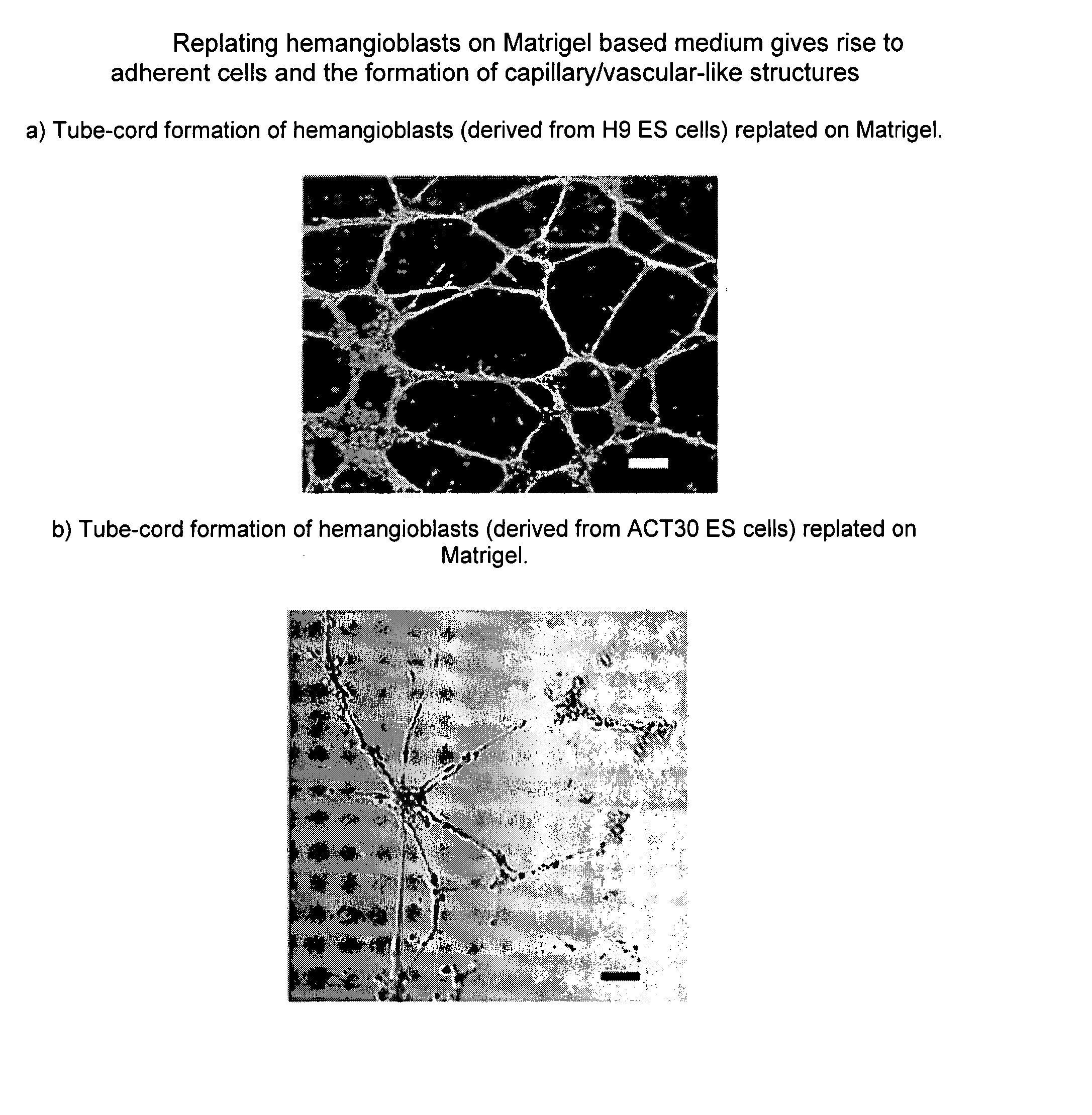 Hemangio-colony forming cells