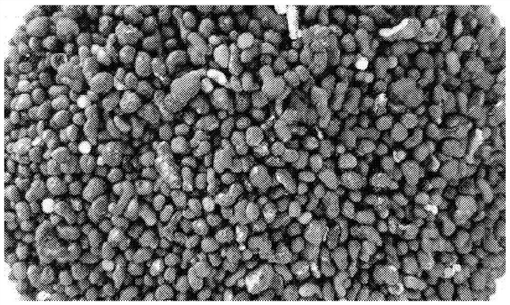 Solid composition for plant care containing fungal sclerotium and use thereof