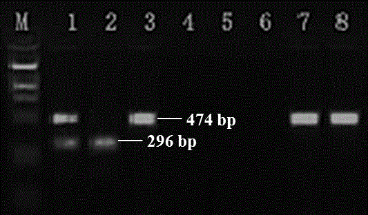 A method for weakening the virulence of streptococcus agalactiae derived from tilapia