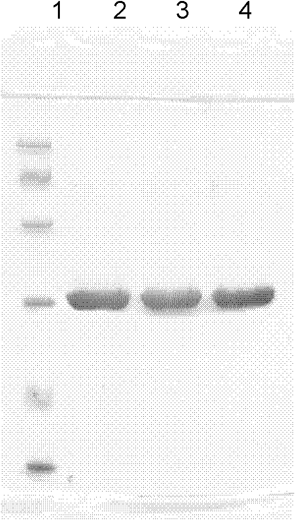 Polyethylene glycol modifier of aspergillus flavus urate oxidase and preparation method thereof