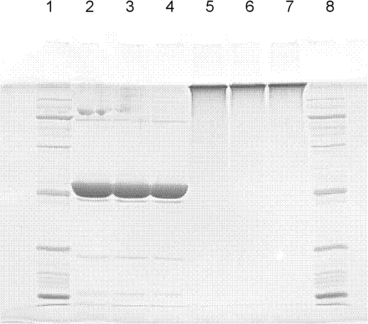 Polyethylene glycol modifier of aspergillus flavus urate oxidase and preparation method thereof