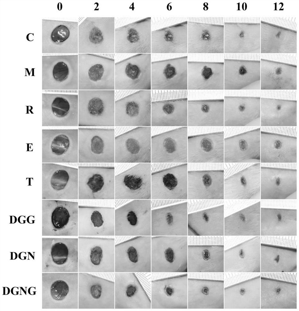 Thaflavin composition for promoting wound healing as well as preparation method and application thereof