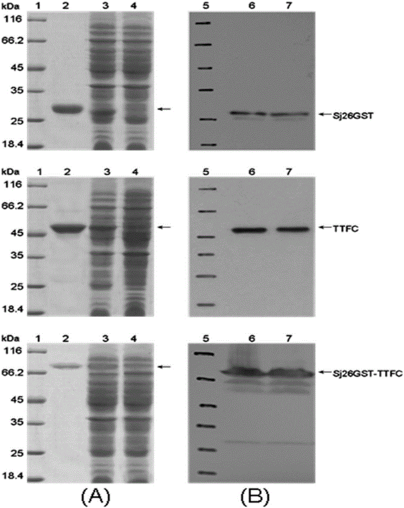 Schistosoma japonica and tetanus bivalent oral or nose-dripping vaccine