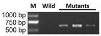 A kind of isochrysis chloroplast homologous recombination transgenic system and its application