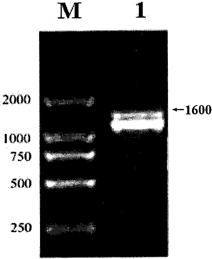 Pseudovirus based on Vasohibin gene and preparation method and application thereof