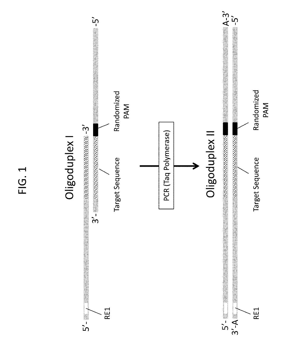 Novel guide rna/cas endonuclease systems