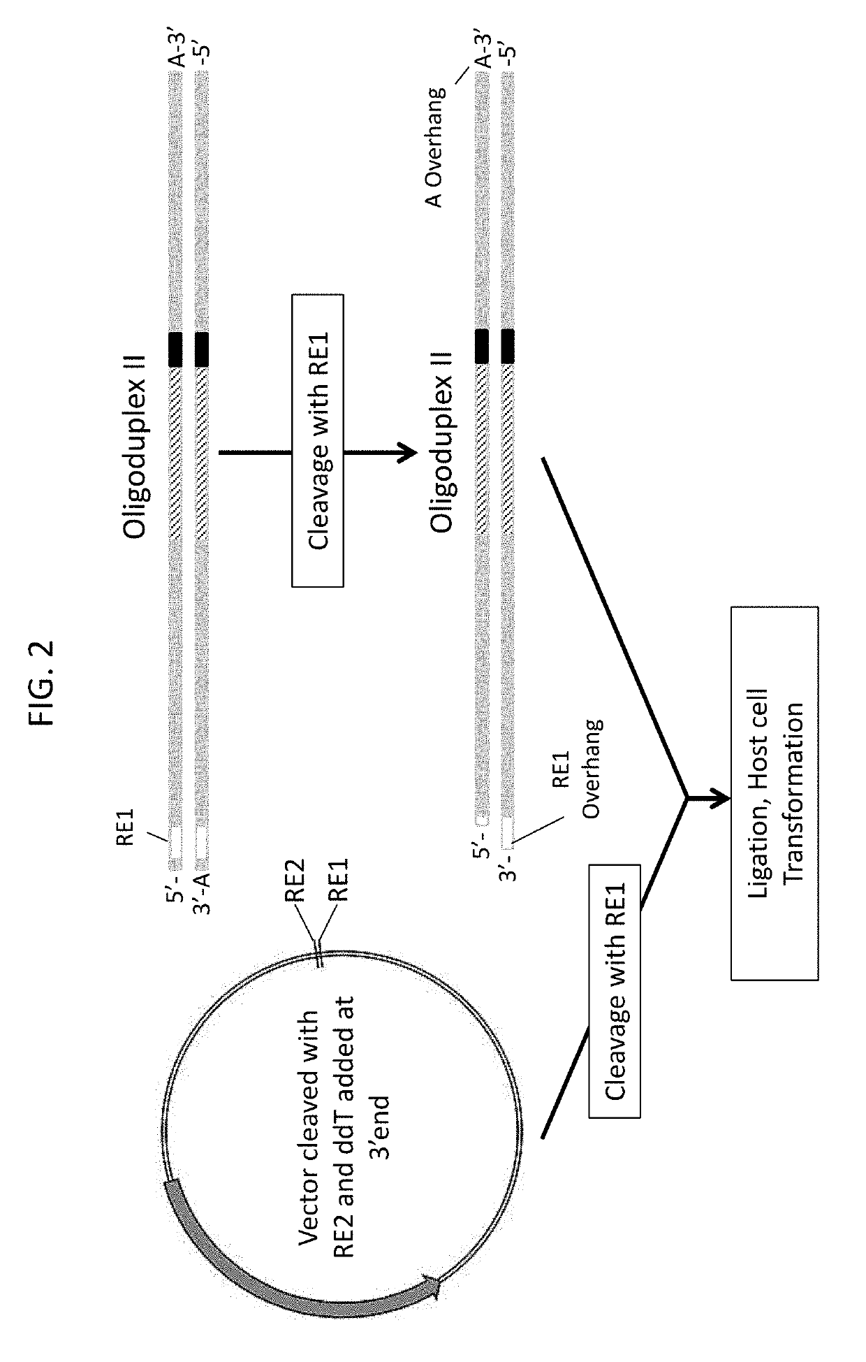 Novel guide rna/cas endonuclease systems