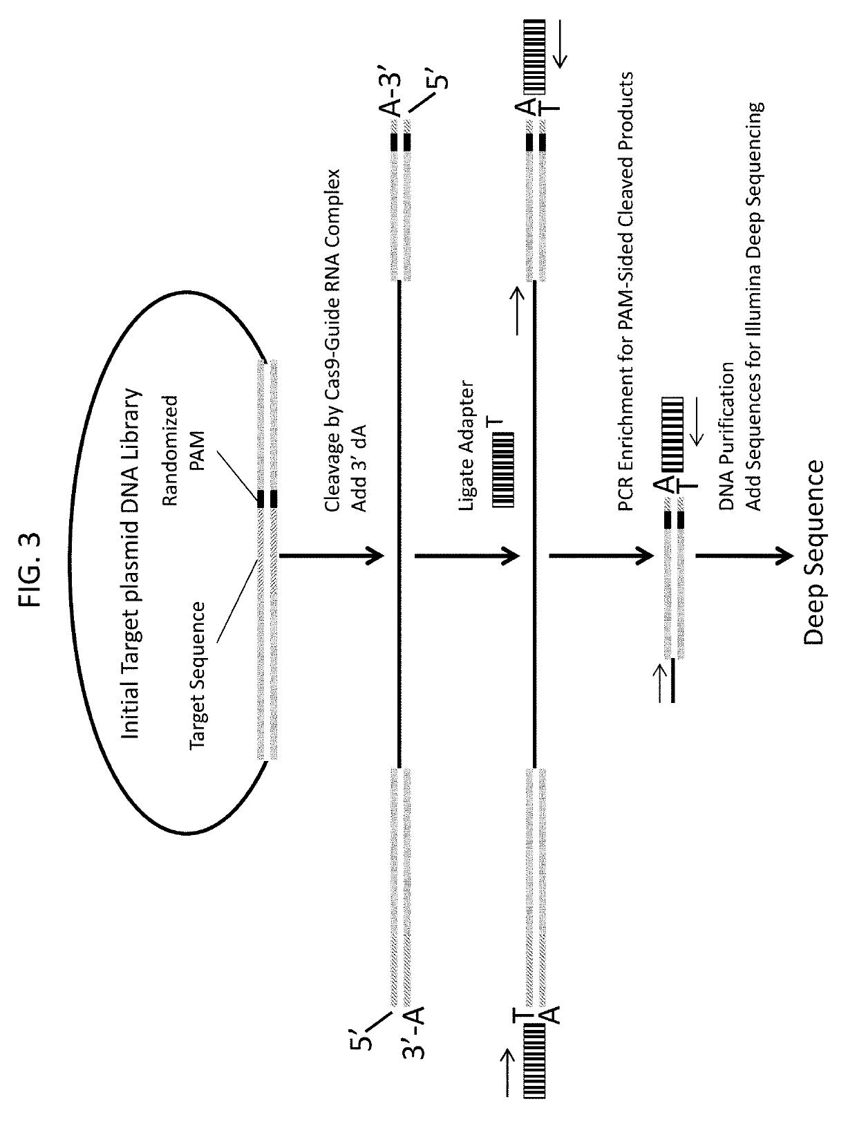 Novel guide rna/cas endonuclease systems