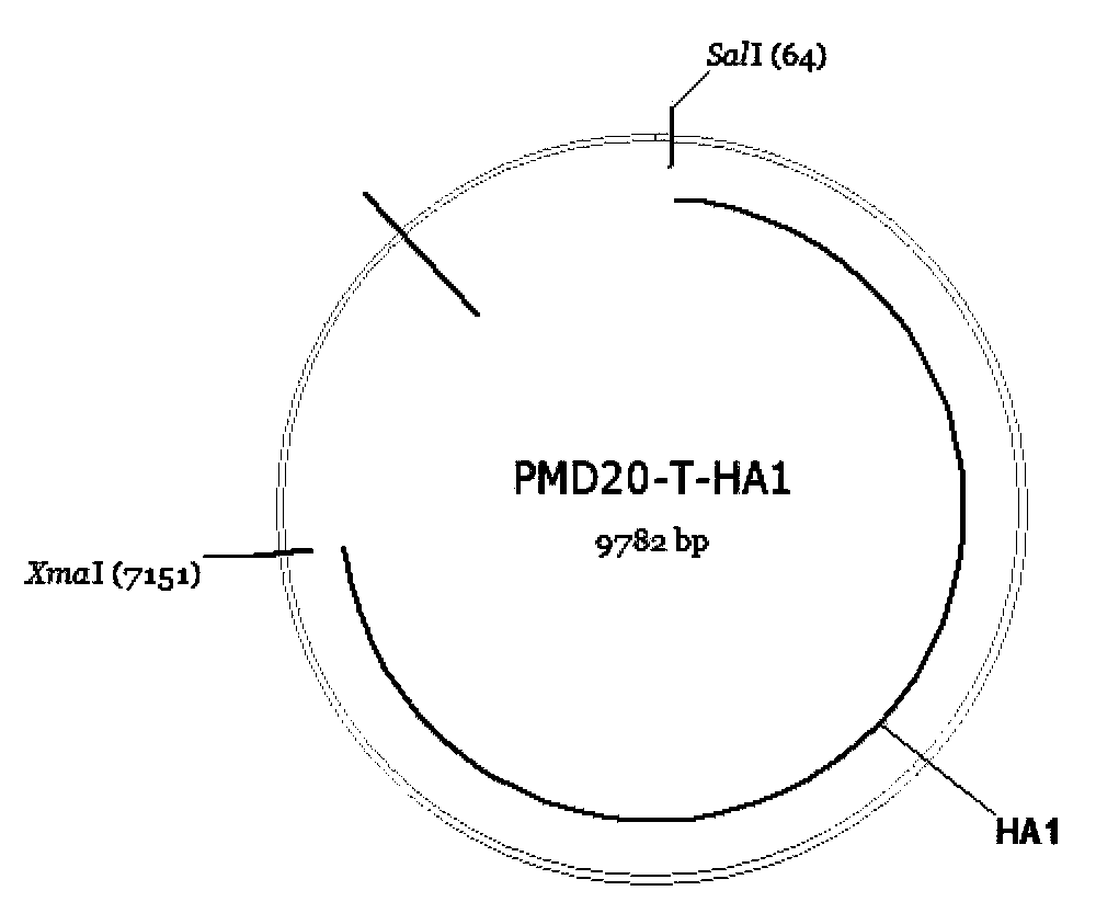 RNA interference vector based on site-specific recombination, and construction method and application of same