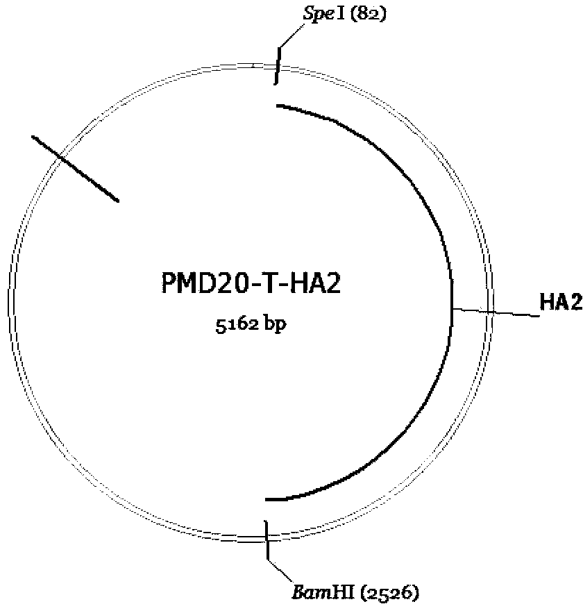 RNA interference vector based on site-specific recombination, and construction method and application of same