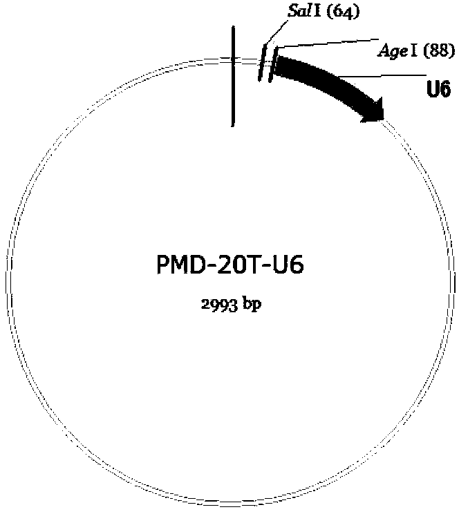 RNA interference vector based on site-specific recombination, and construction method and application of same