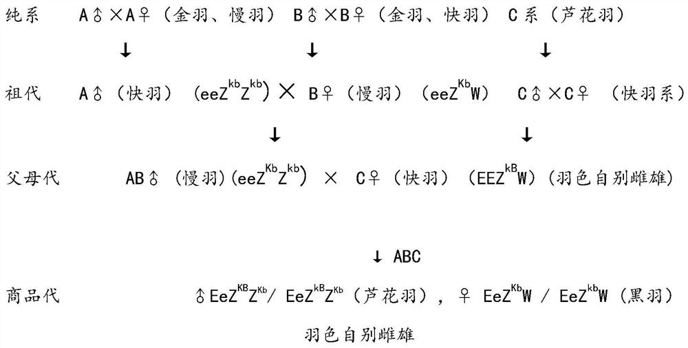 Seed Production Method of High-yield and Characteristic Laying Hen Line with Double Feather Color, Black Feather and Powder Shell