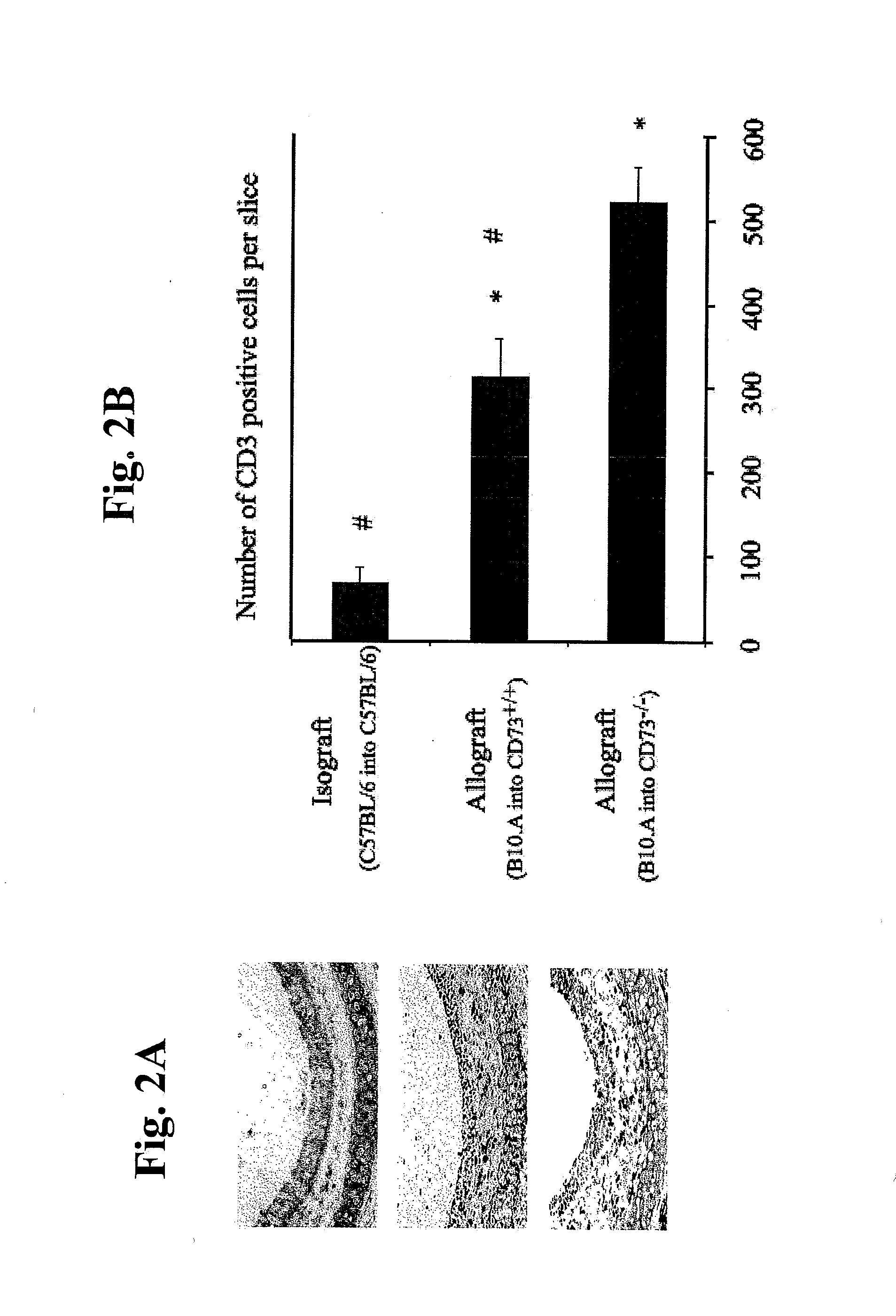 Nucleotide phosphate dissipation as a treatment for vascular disorders