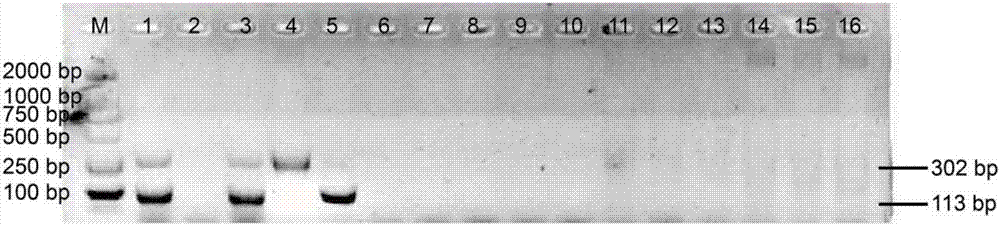 Double PCR detection method for authenticity identification of cordyceps sinensis