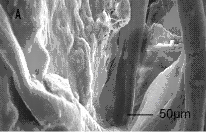 Reendothelialization pancreas decellularized scaffold, and preparation method thereof