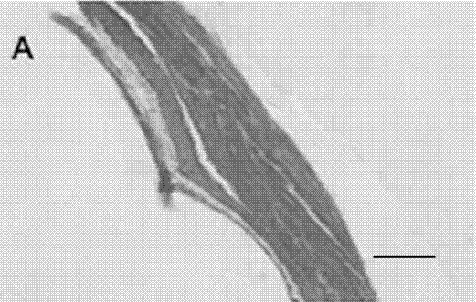 Reendothelialization pancreas decellularized scaffold, and preparation method thereof