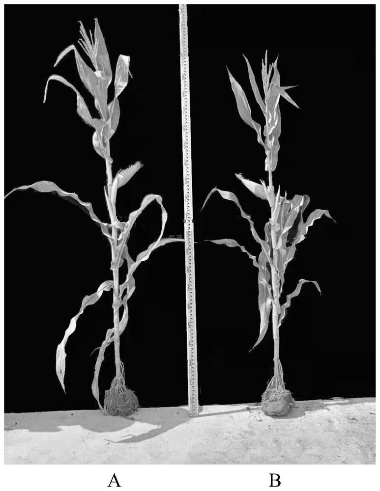 Method for creating corn dwarfing materials based on Zmhb38 gene