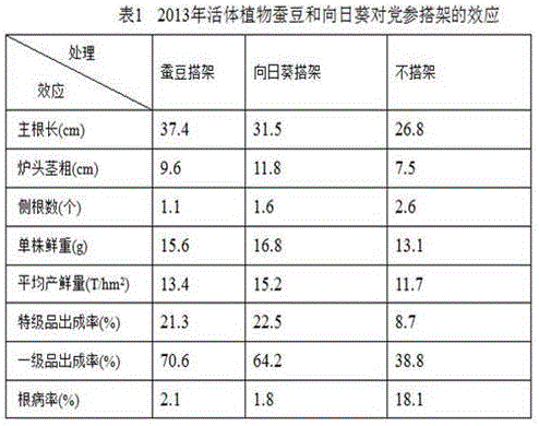 High-yield method for cultivating radix codonopsis by using living plant rack