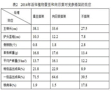 High-yield method for cultivating radix codonopsis by using living plant rack