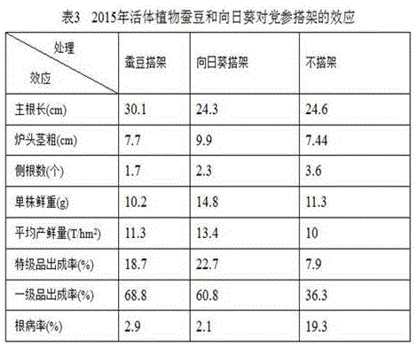 High-yield method for cultivating radix codonopsis by using living plant rack