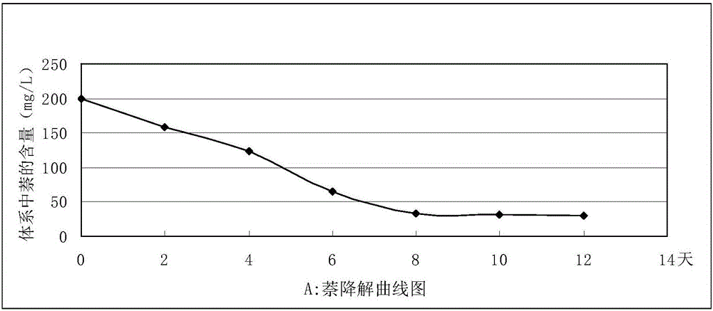 Bacterial strain capable of degrading polycyclic aromatic hydrocarbons and application of bacterial strain