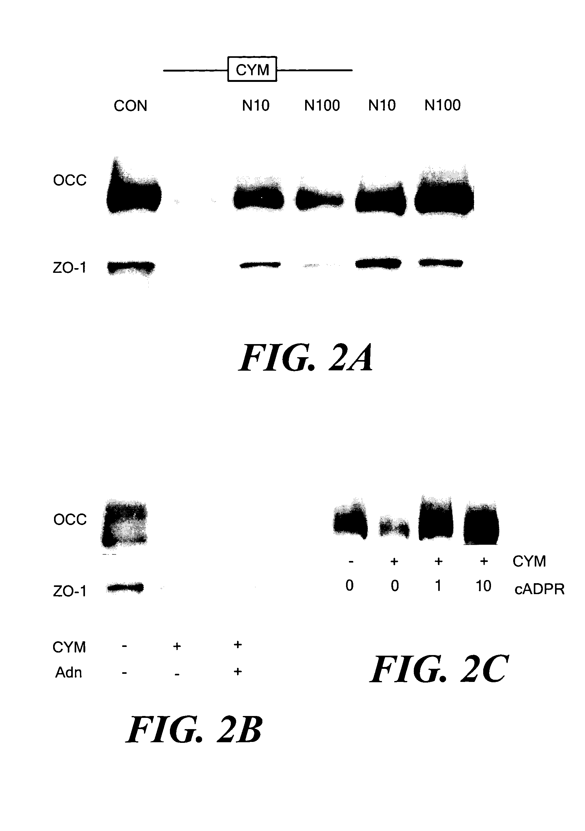 Extracellular NAD+ and cADPR as potent anti-inflammatory agents