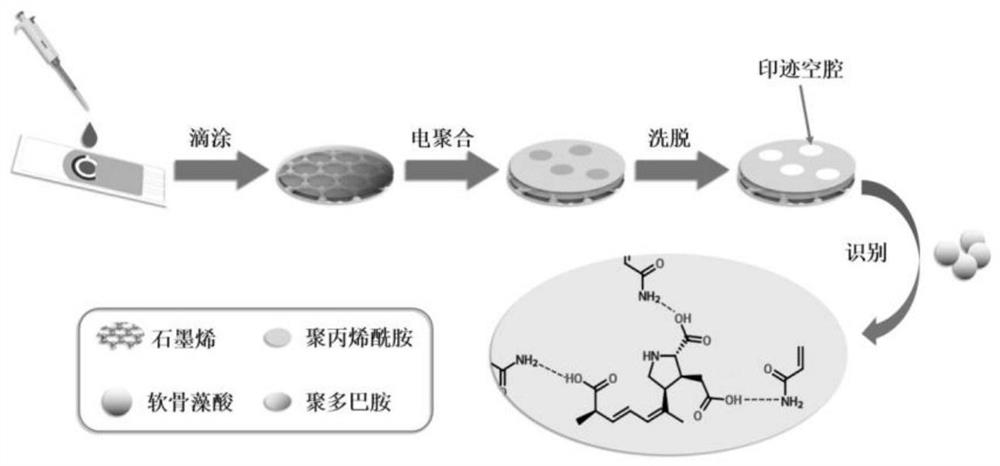 Molecularly imprinted polymer electrode, preparation method and application of molecularly imprinted polymer electrode in electrochemical analysis of domoic acid