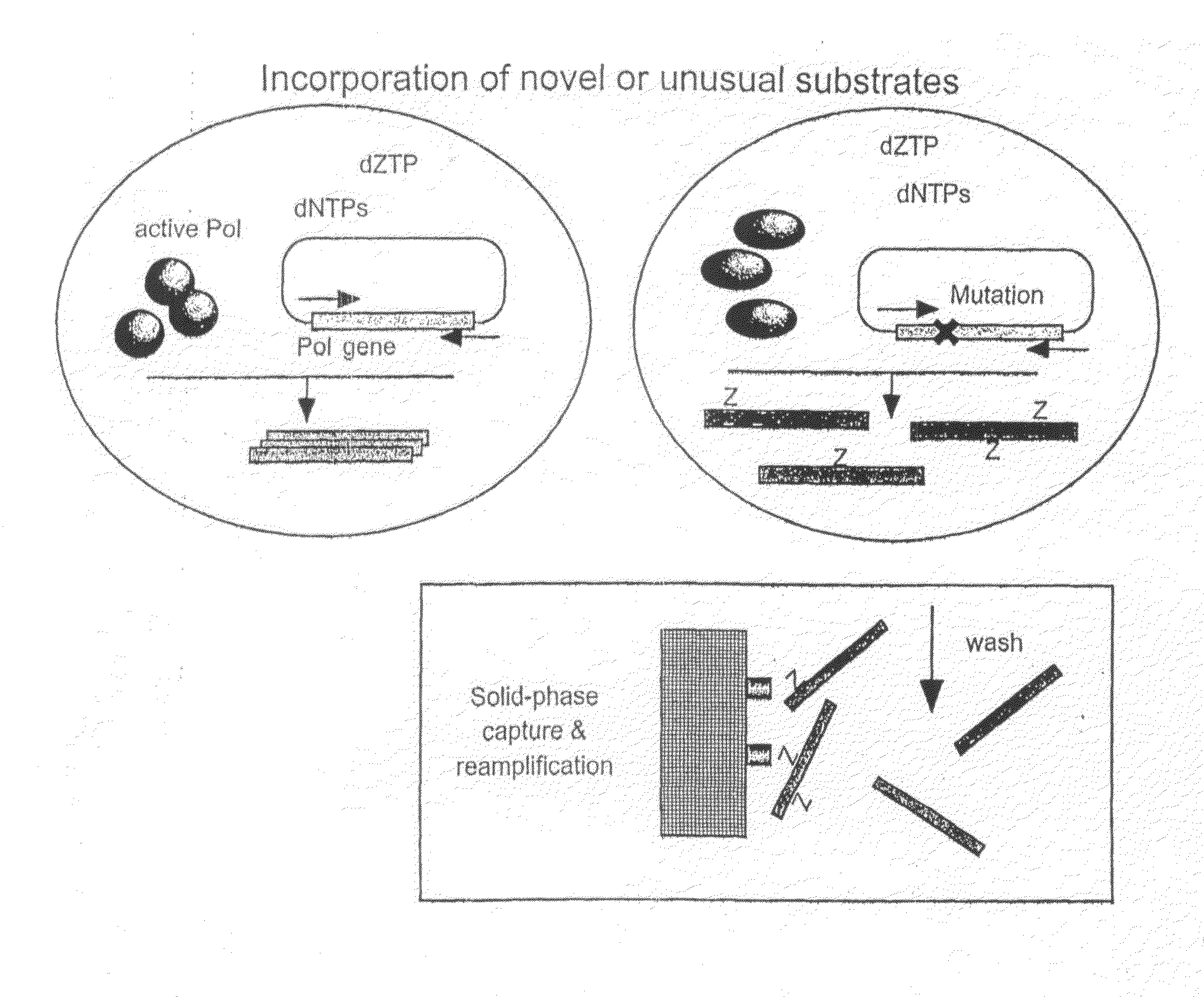 Methods of increasing the concentration of a nucleic acid