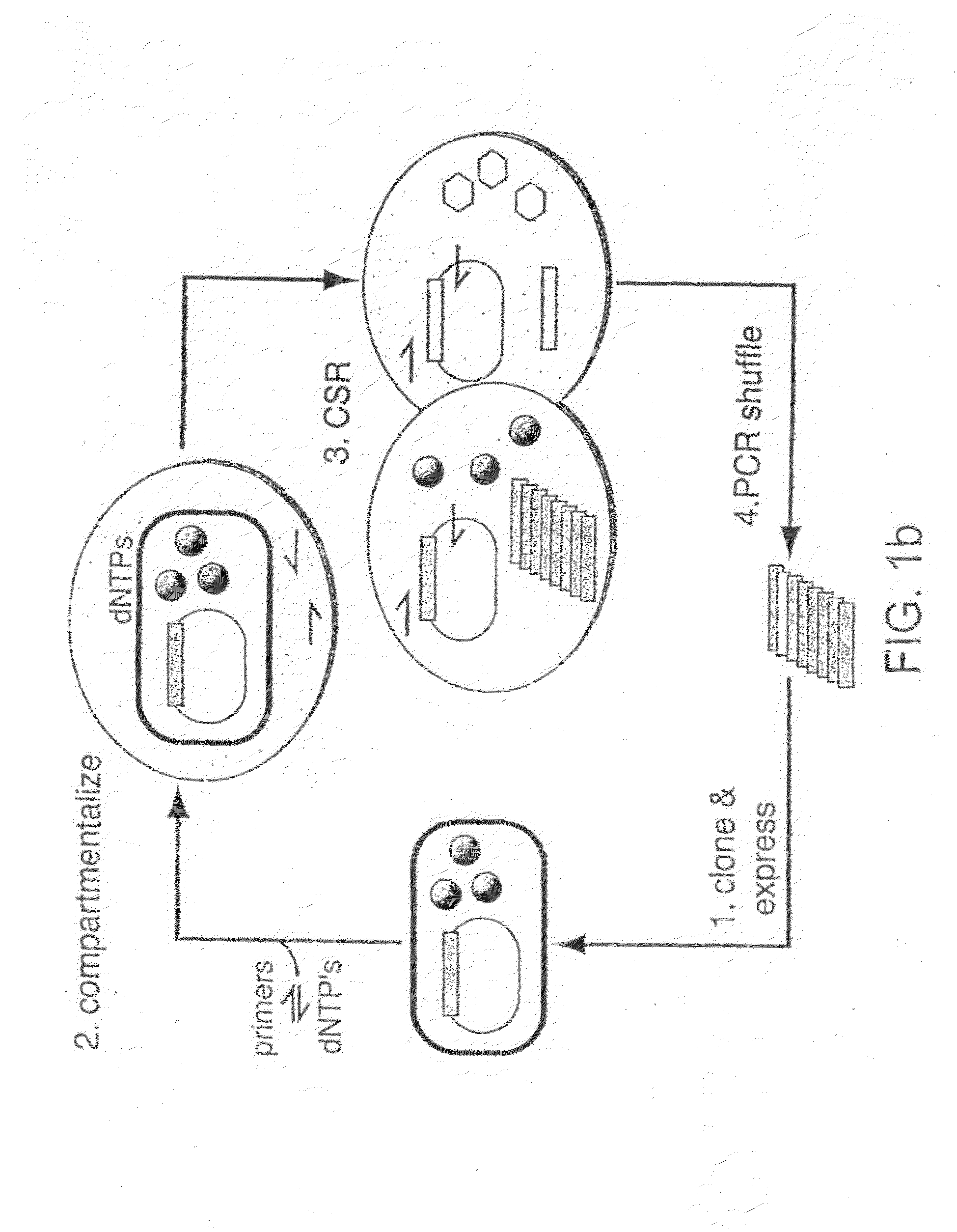 Methods of increasing the concentration of a nucleic acid