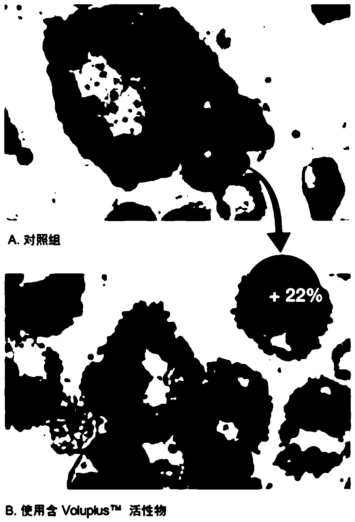 Breast-enhancing conditioning essential oil with fennel oil and preparation method thereof