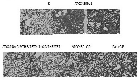 Pharmaceutical composition against Pasteurella multocida