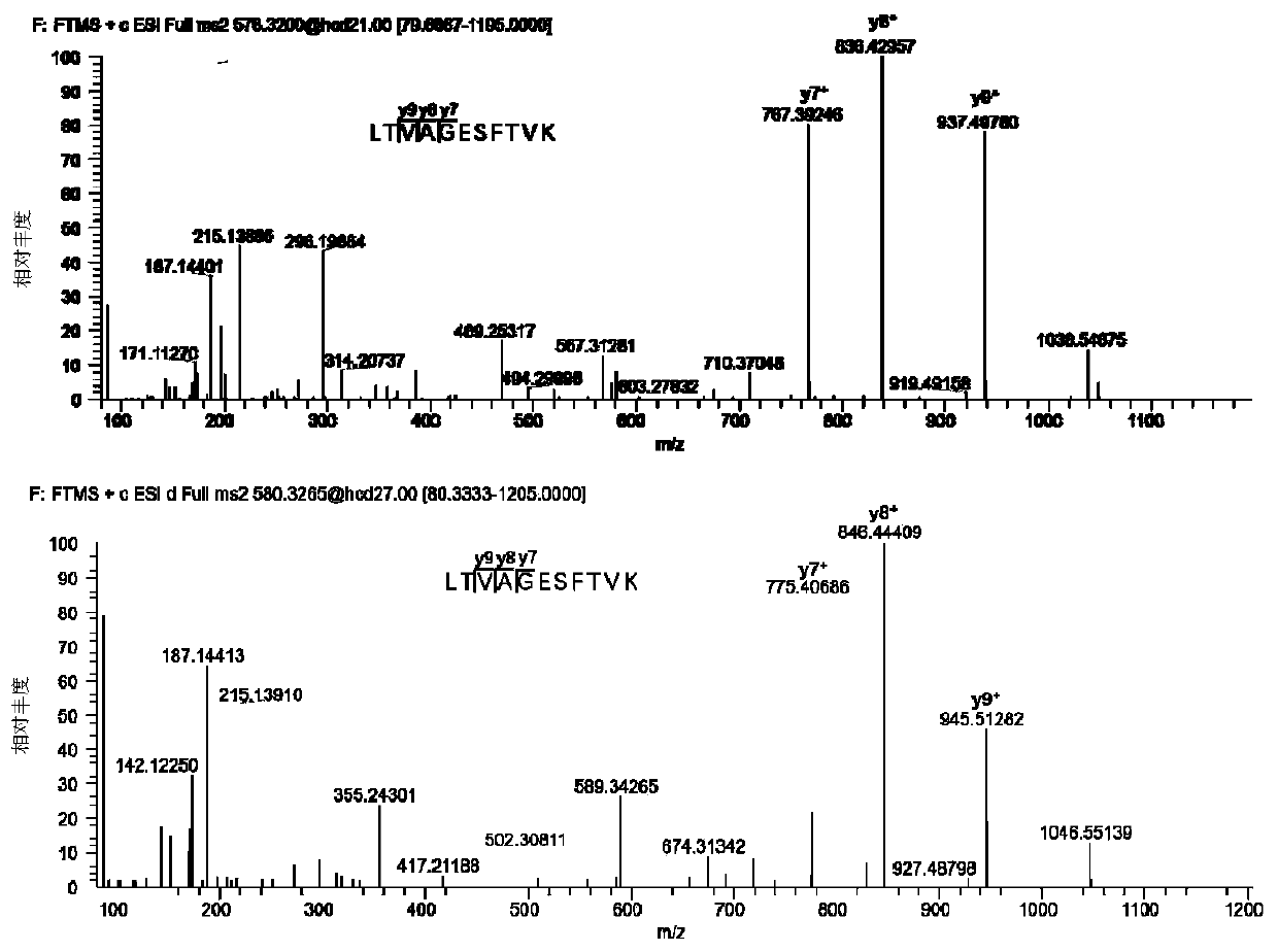 Method for quantifying Apis mellifera honey MRJP3 by liquid chromatography-tandem mass spectrometry