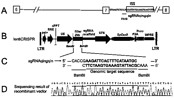 Method for targeted edition of ISS sequence with CRISPR (clustered regularly interspaced short palindromic repeat) recombinant plasmid constructed by nucleotide sequence