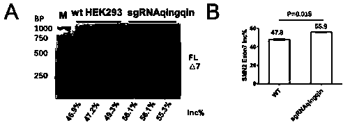 Method for targeted edition of ISS sequence with CRISPR (clustered regularly interspaced short palindromic repeat) recombinant plasmid constructed by nucleotide sequence