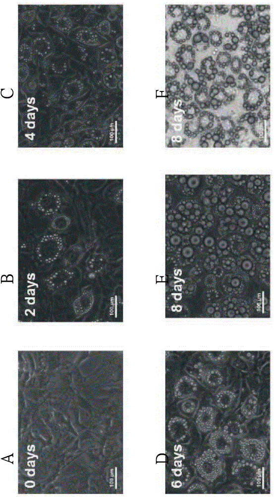 Use of hydroxyl polymethoxylated flavonoid compound and/or derivative thereof