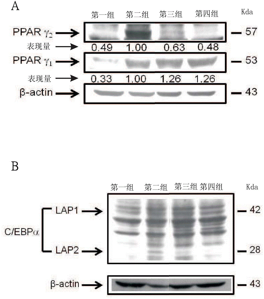 Use of hydroxyl polymethoxylated flavonoid compound and/or derivative thereof