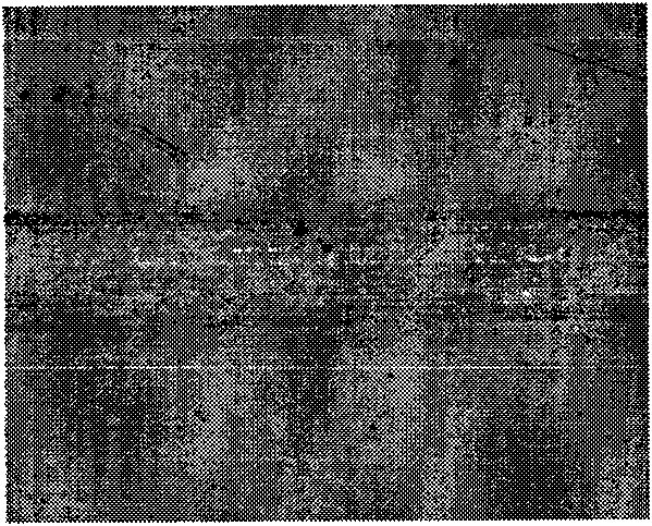 Method for preparing compound metal sulfide diamond composite membrane