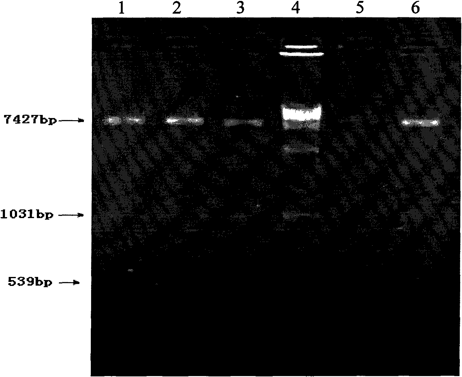 Wild type EGFR high expressing recombinant HEK 293 cells