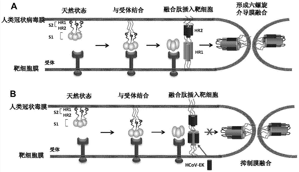 Polypeptides capable of inhibiting human coronavirus infections in a broad spectrum manner, and applications thereof