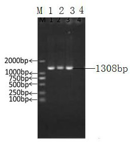 Application of pyrophosphatase gene