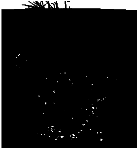 Cryptomeria fortunei clone in-vitro rooting culture method