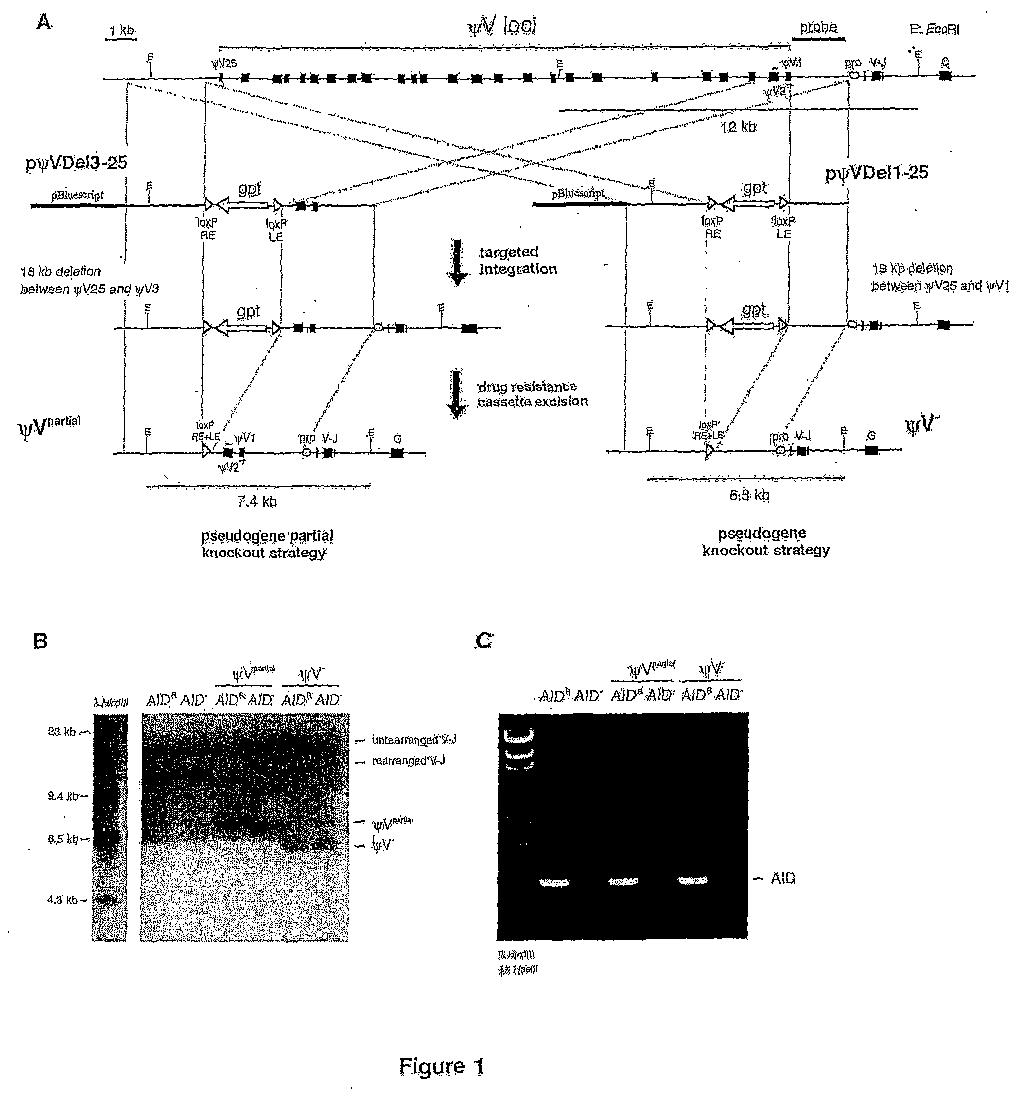 Methods for genetic diversification in gene conversion active cells