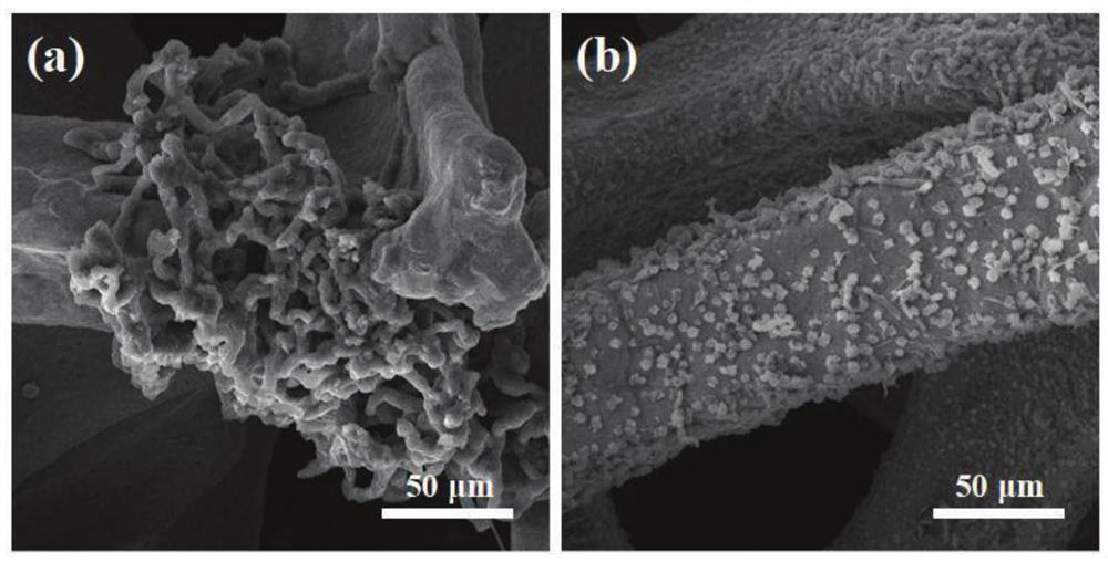 A 3d Lithophilic Porous Metal Current Collector, Negative Electrode and Its Preparation and Application