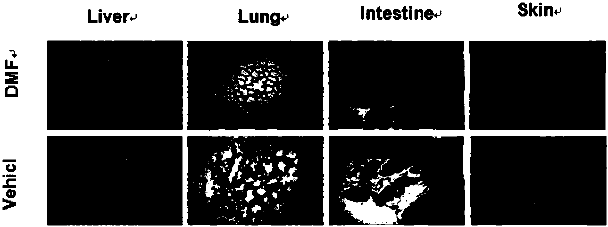 Application of dimethyl fumarate in preparation of drugs for preventing and treating graft-versus-host disease and graft-versus-leukemia