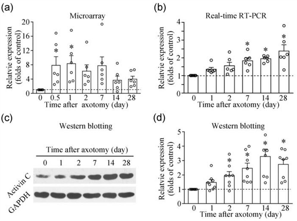 Application of cytokine activin C in treatment of neuropathic pain